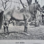 JAYBIRD5