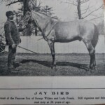 JAYBIRD6